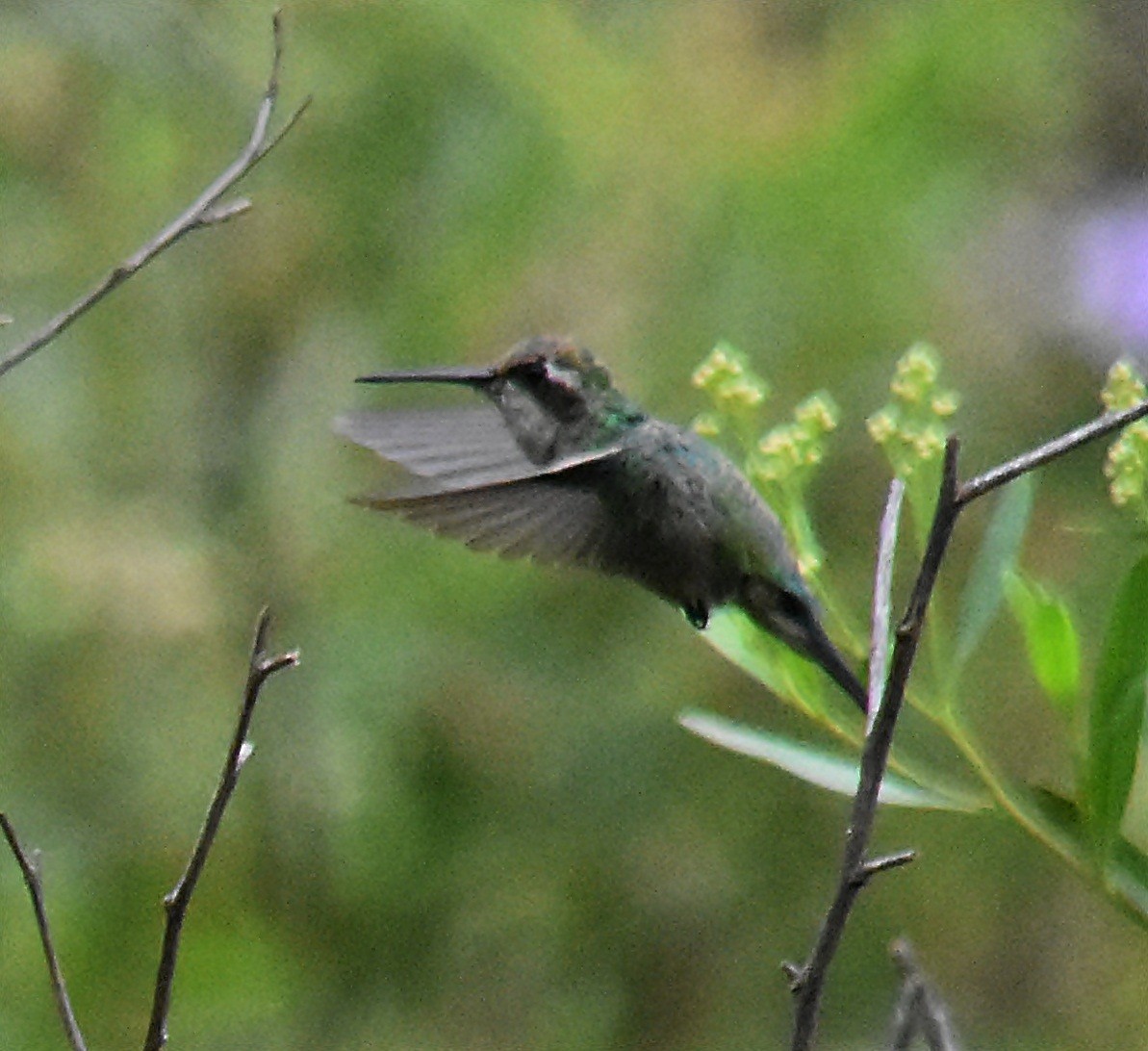 Goldbauch-Smaragdkolibri - ML144565621