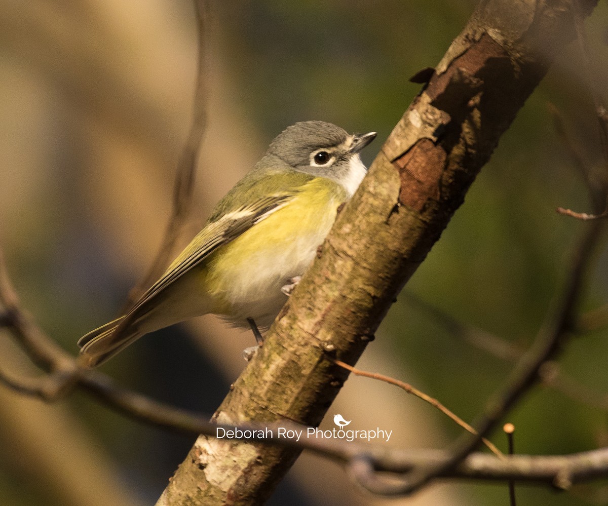 Blue-headed Vireo - ML144566621