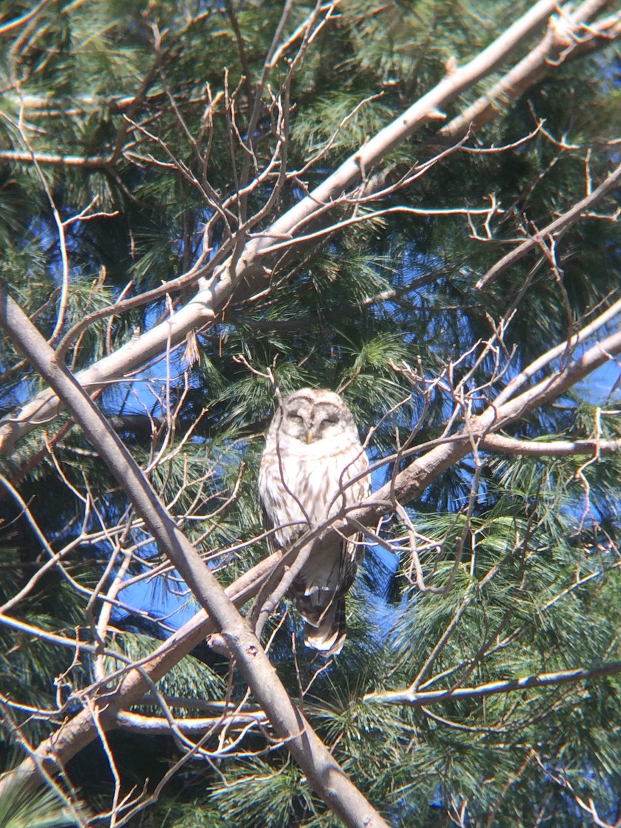 Barred Owl - ML144569911