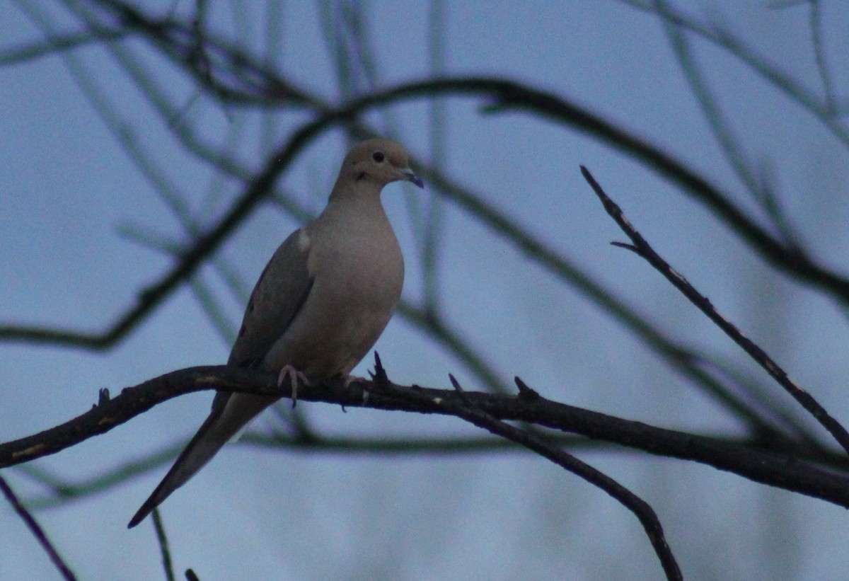 Mourning Dove - ML144570611