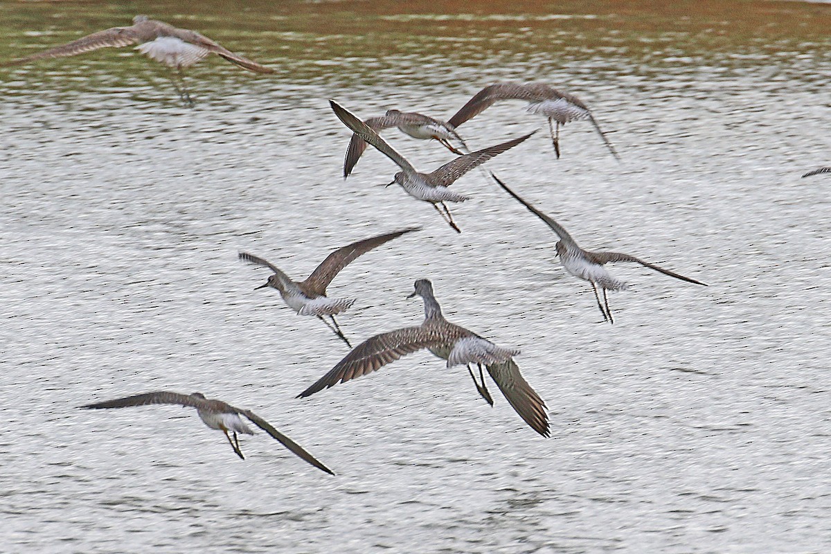 Greater Yellowlegs - ML144572061