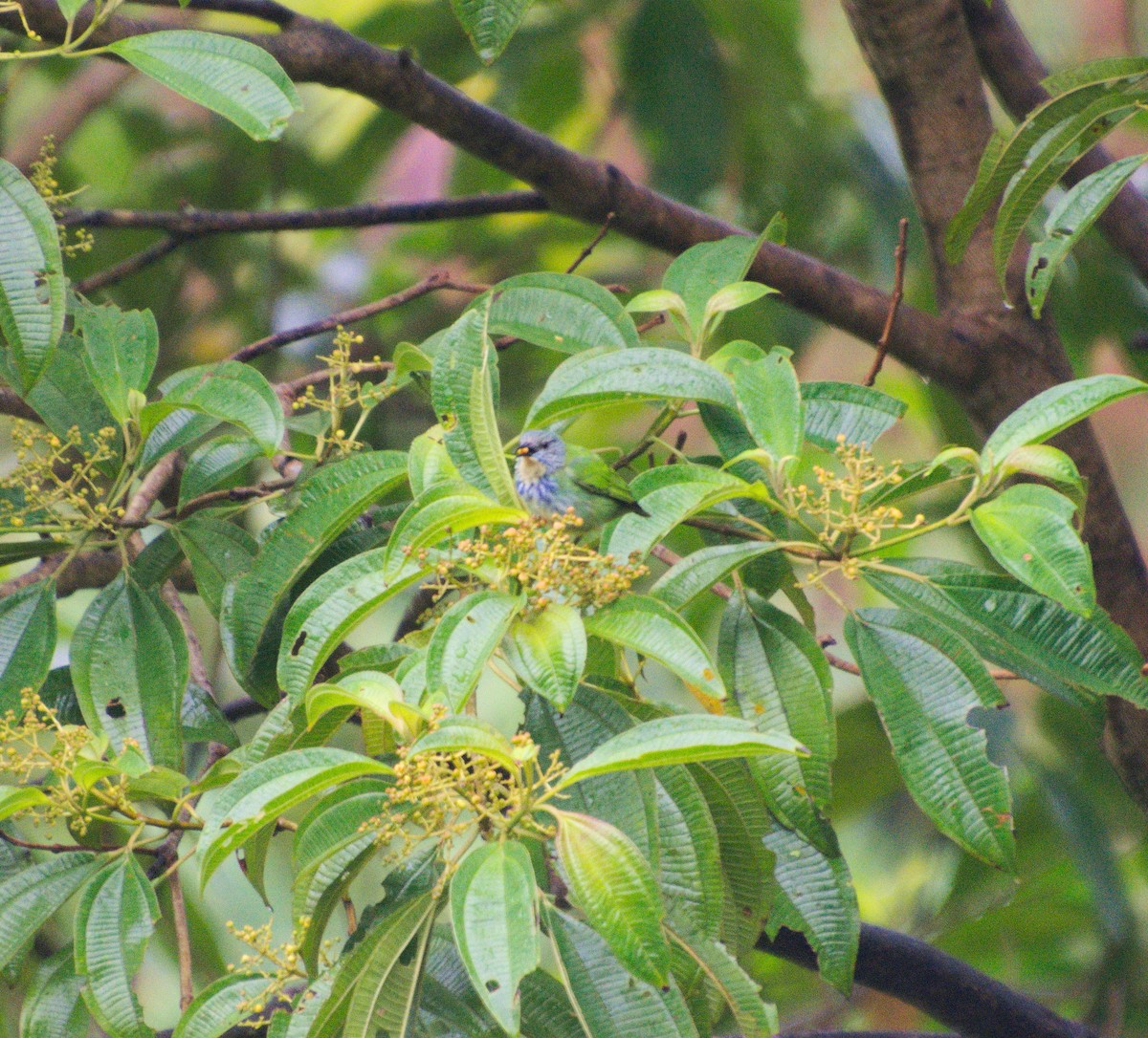 Shining Honeycreeper - ML144572851