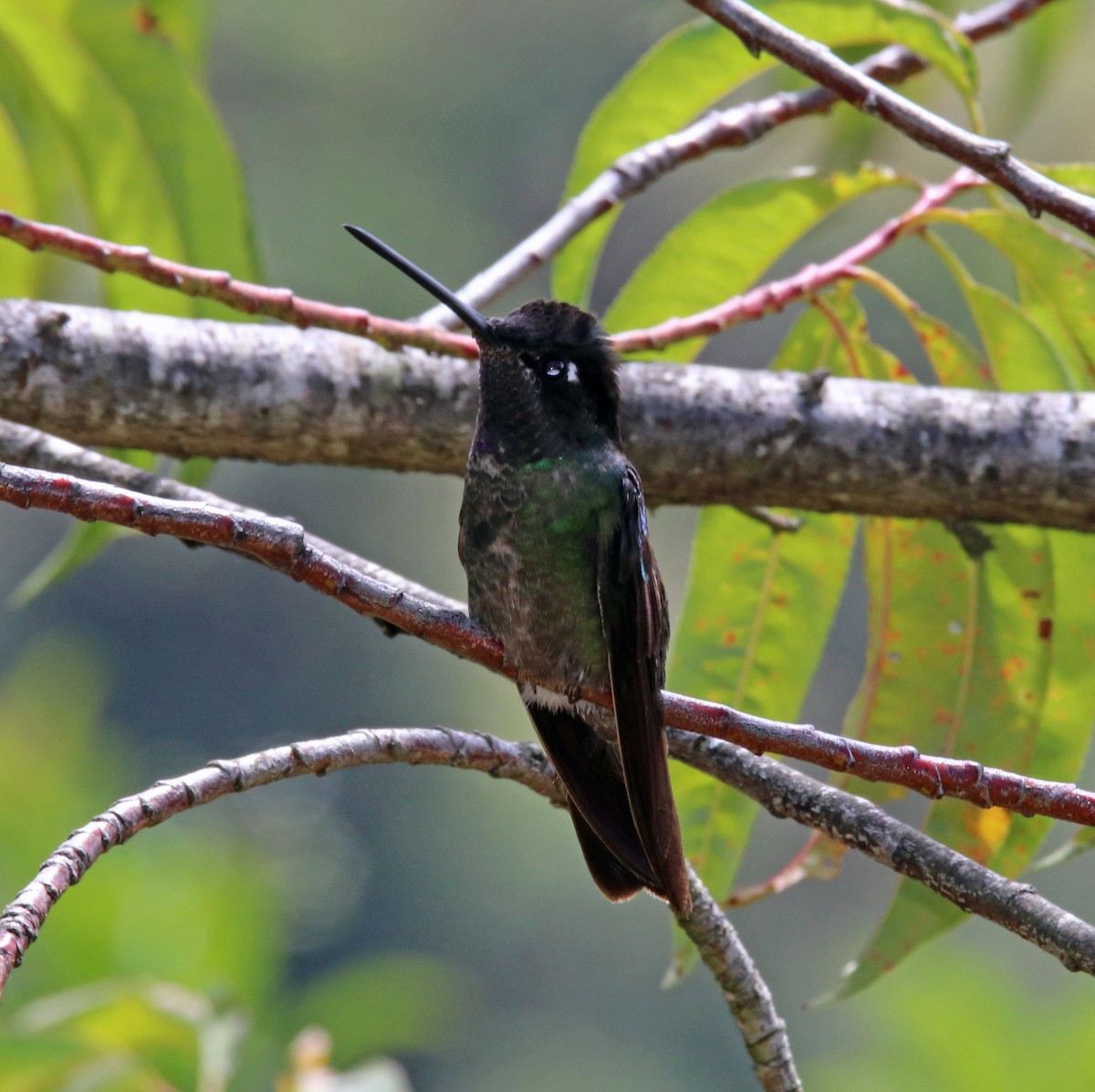 Talamanca Hummingbird - ML144573471