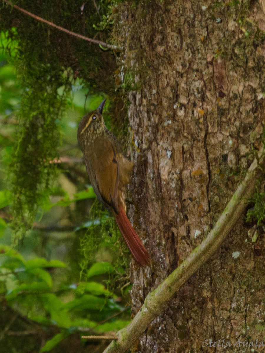 Buff-browed Foliage-gleaner - ML144574221