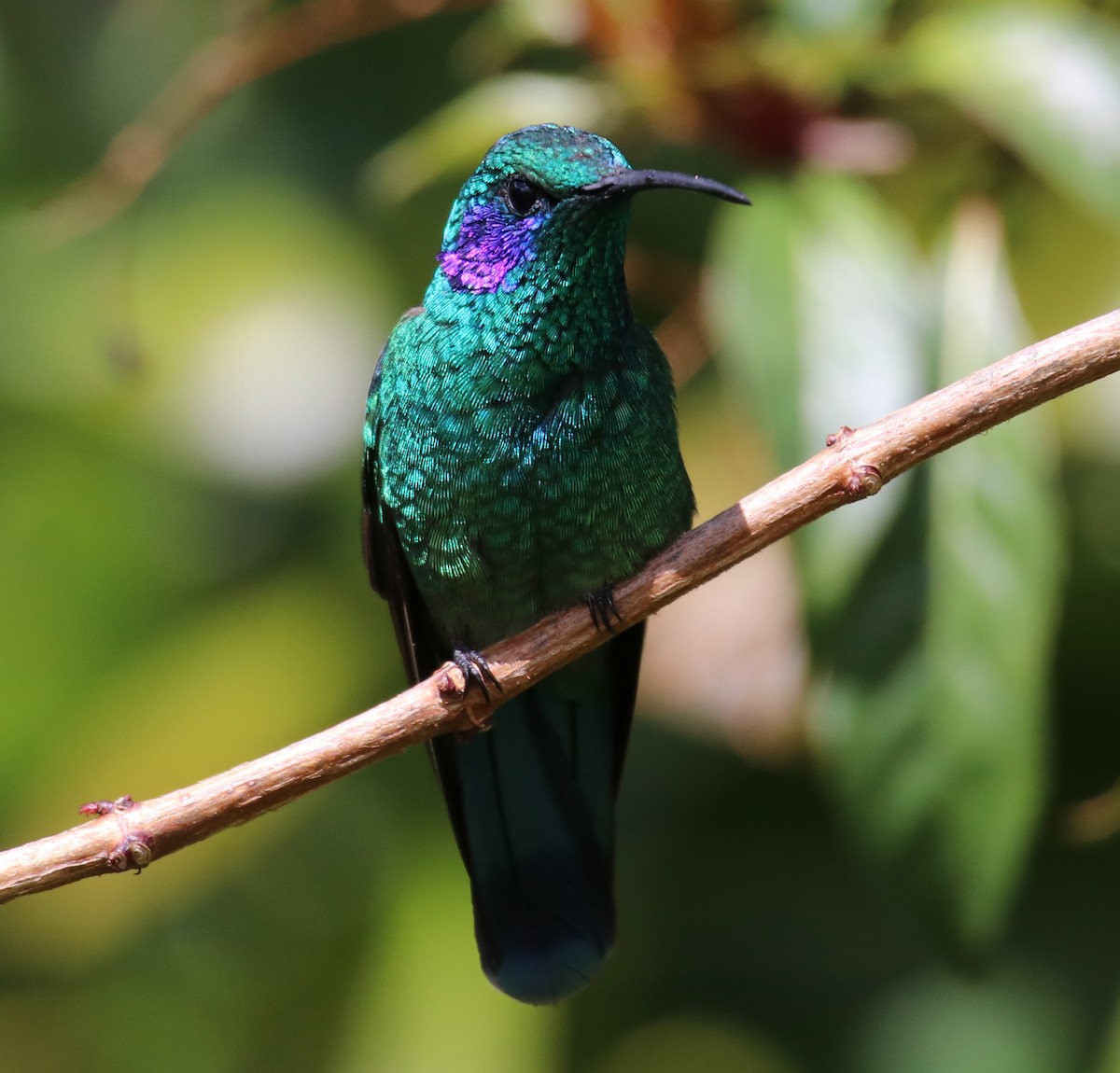 Lesser Violetear - ML144574311