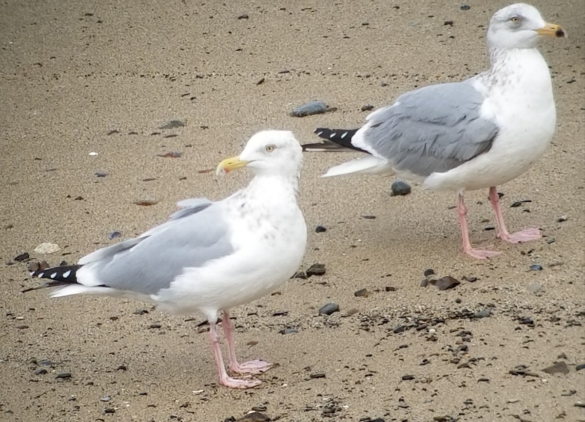 Herring Gull - ML144575291