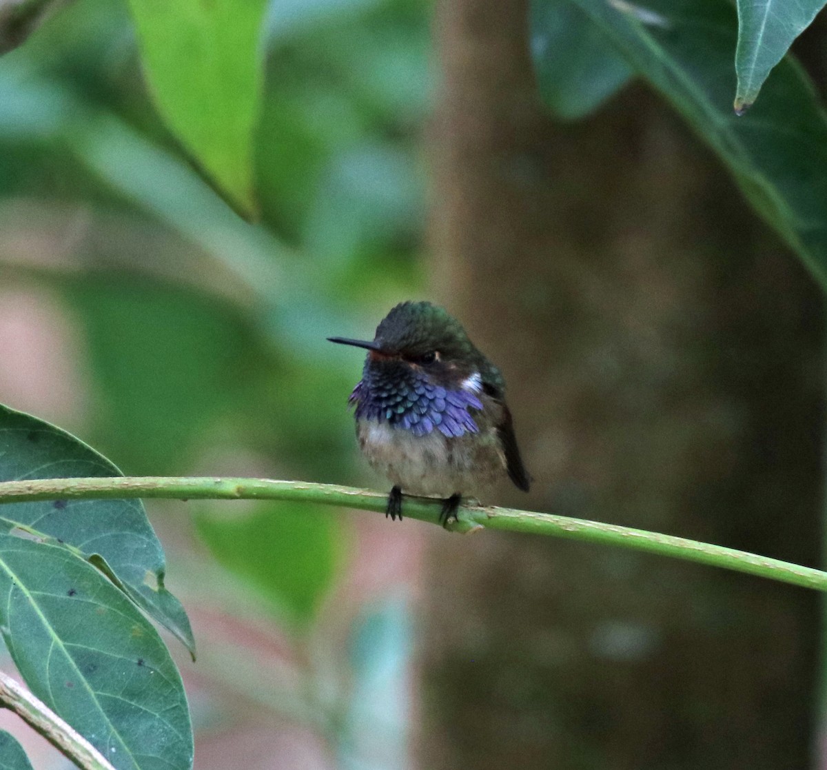 Volcano Hummingbird - ML144575421