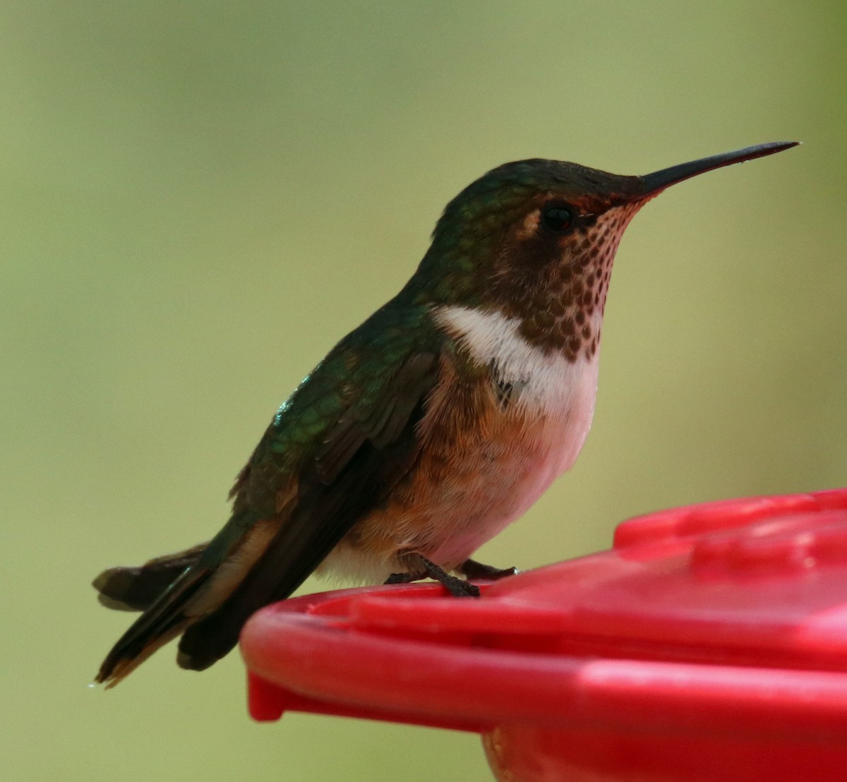 Scintillant Hummingbird - ML144575721