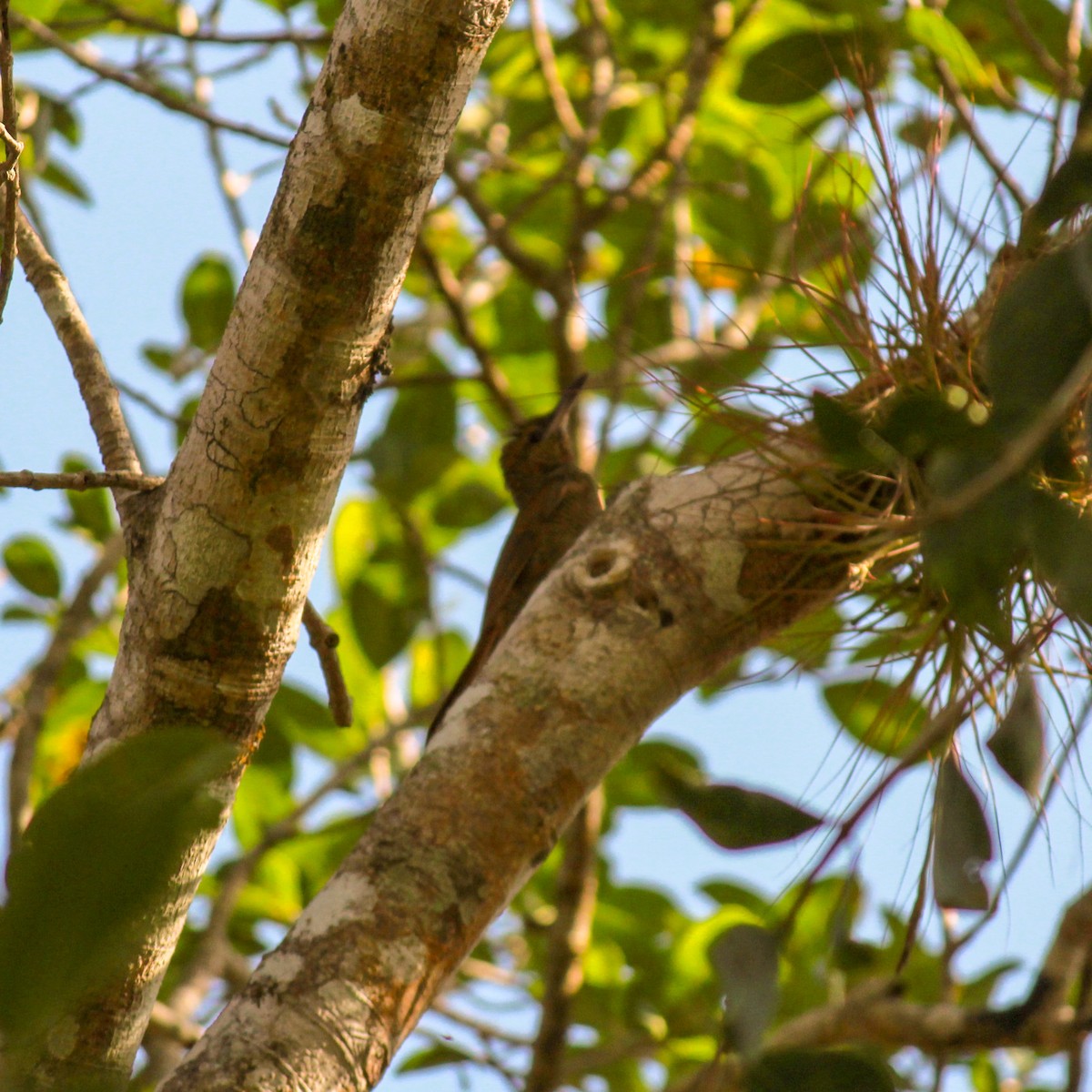 Northern Barred-Woodcreeper - ML144576331