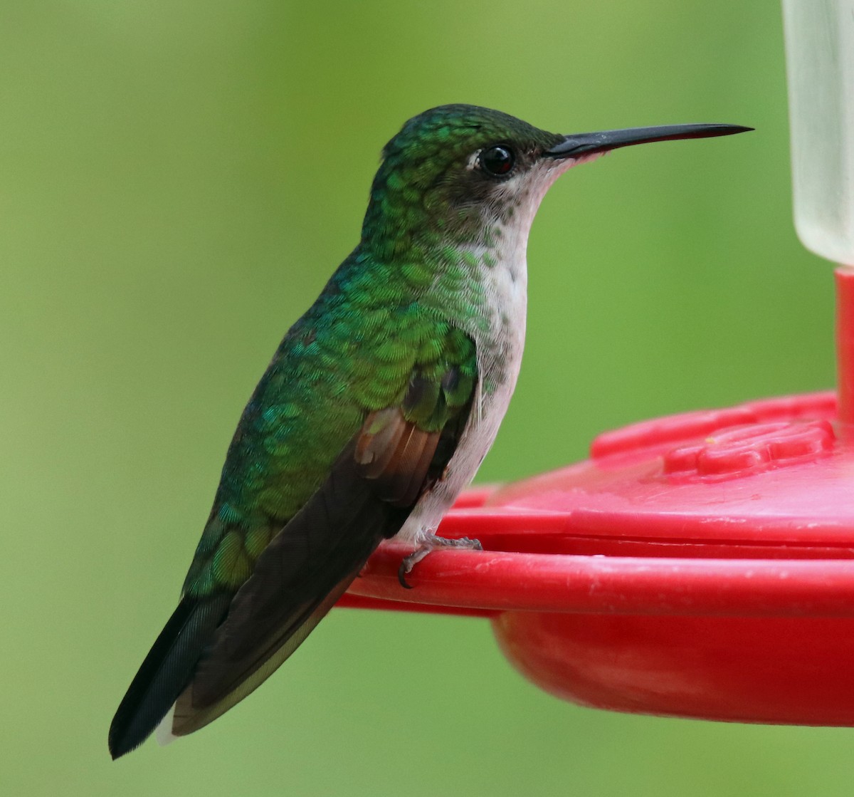 Stripe-tailed Hummingbird - ML144576361