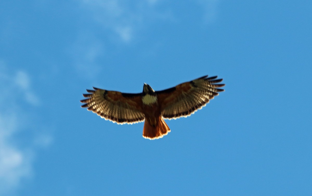 Red-tailed Hawk - ML144576751