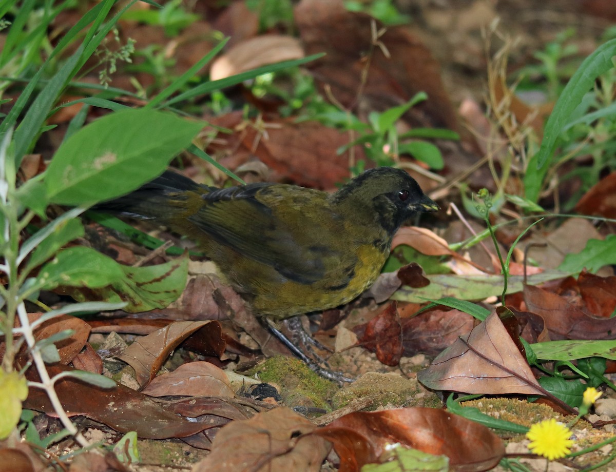 Large-footed Finch - ML144579171