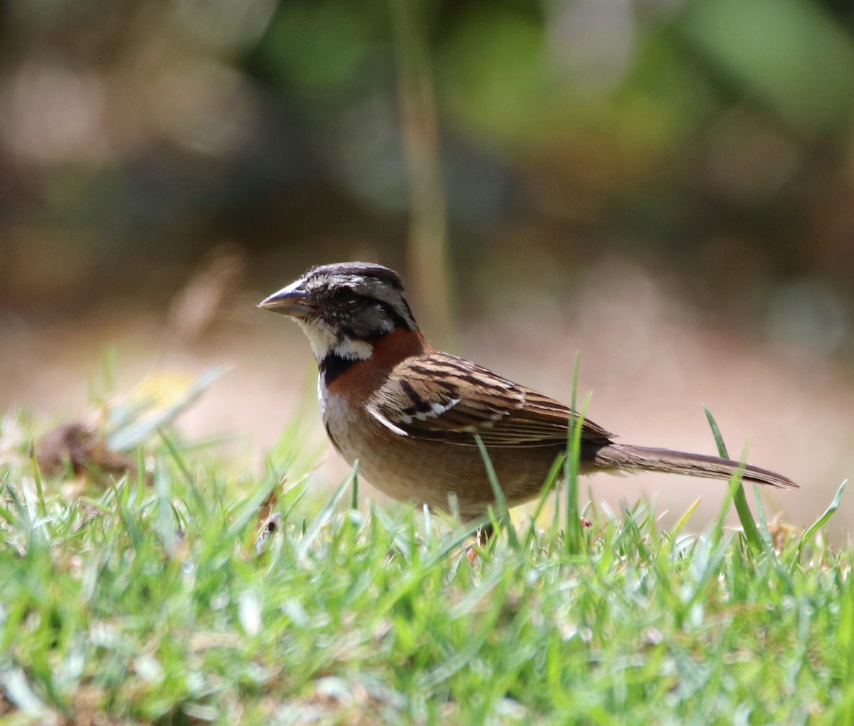 Rufous-collared Sparrow - ML144580151
