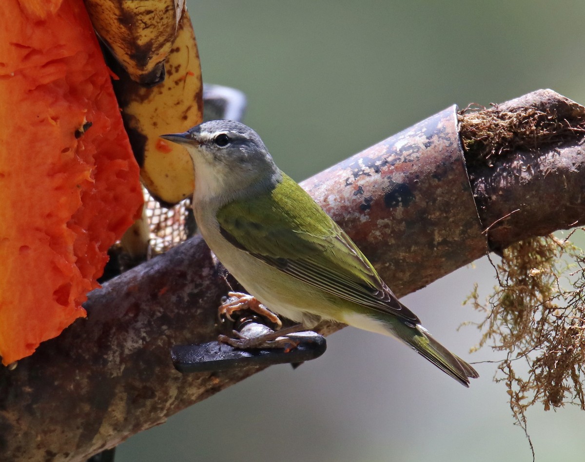 Tennessee Warbler - ML144581291