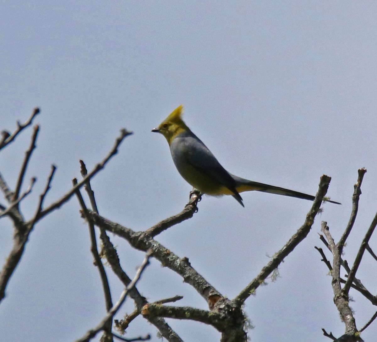 Long-tailed Silky-flycatcher - ML144581601