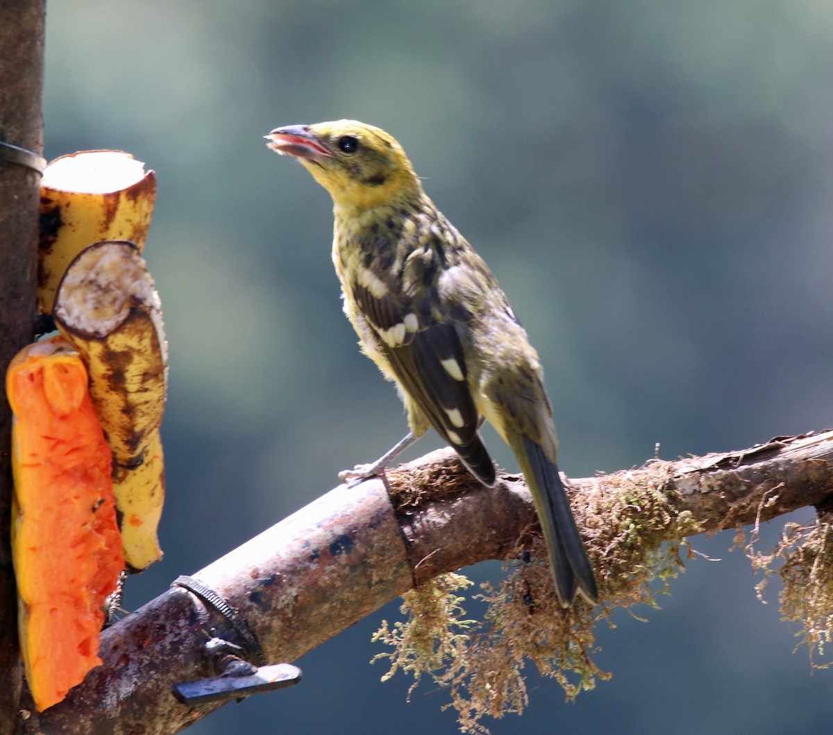 Flame-colored Tanager - ML144581891