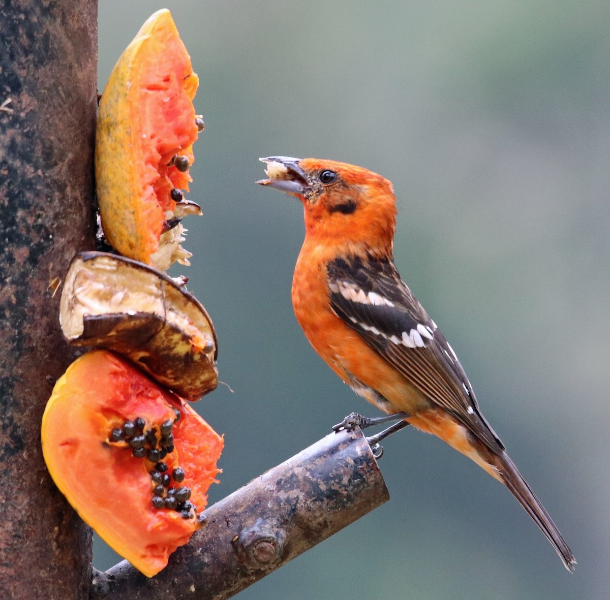 Flame-colored Tanager - ML144582381