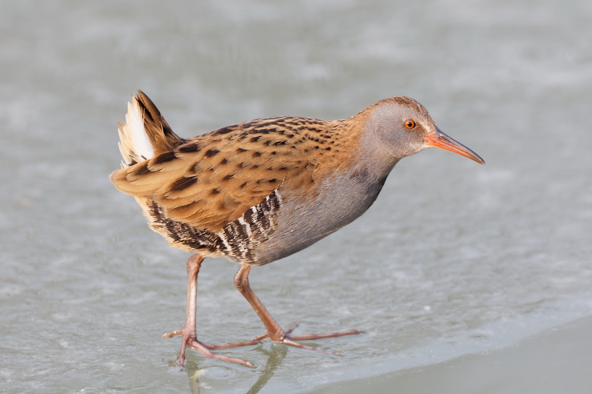 Water Rail - Yan Shen