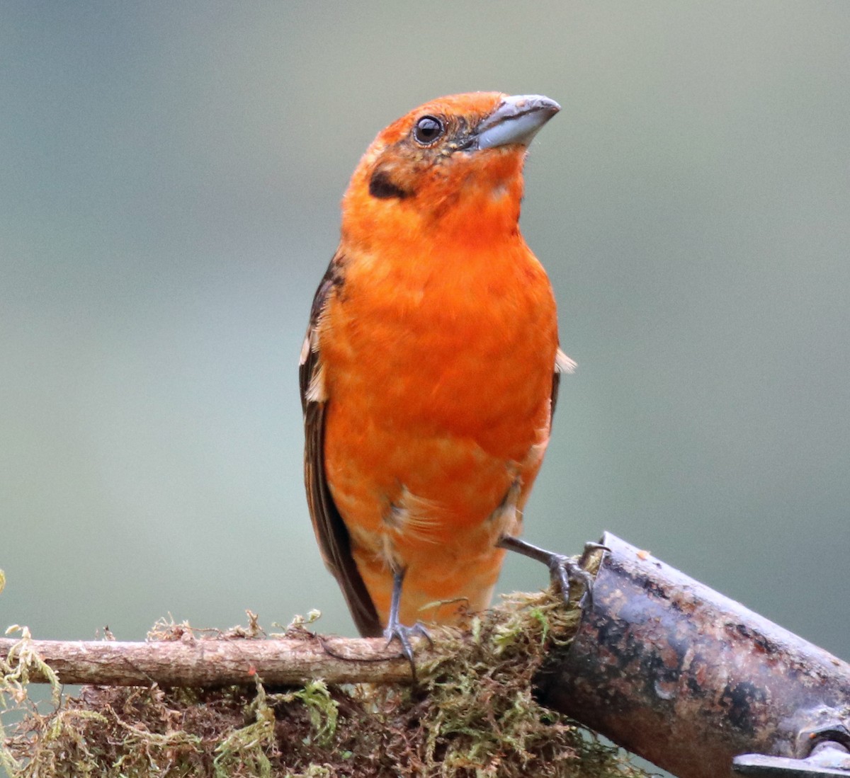 Flame-colored Tanager - ML144582671