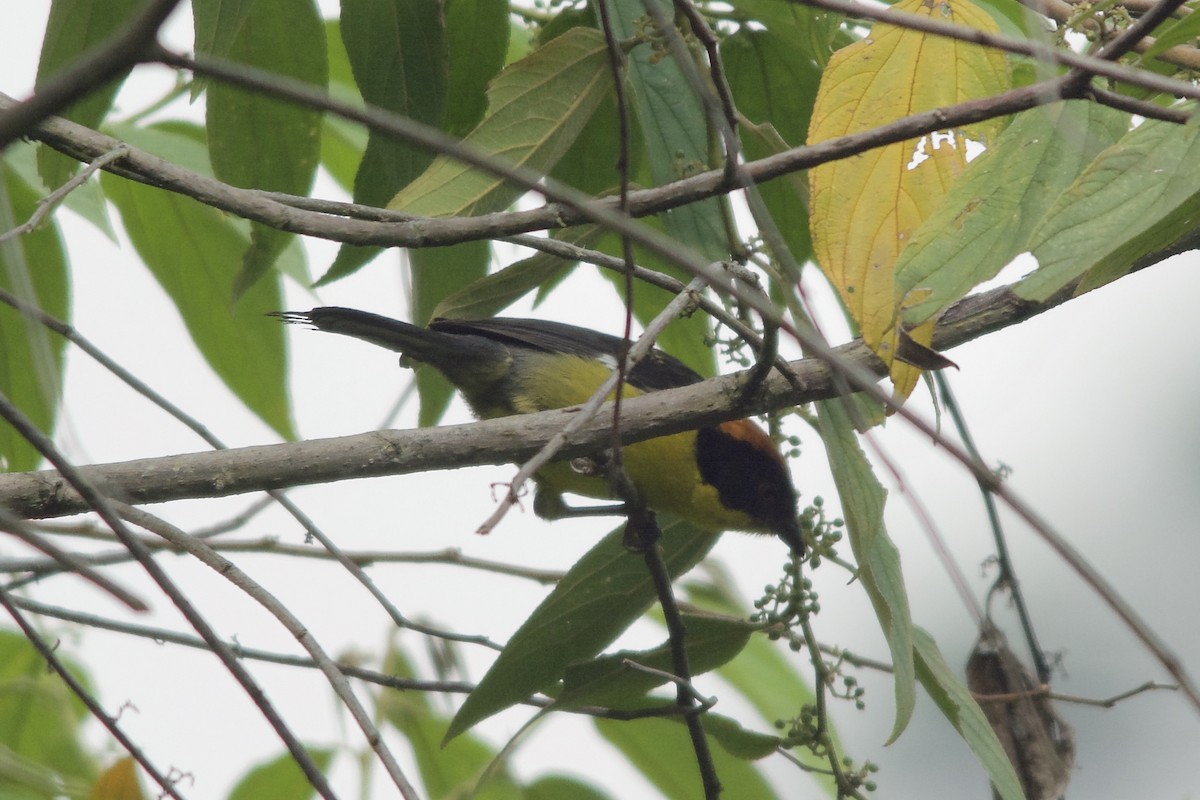 Yellow-breasted Brushfinch - ML144582911