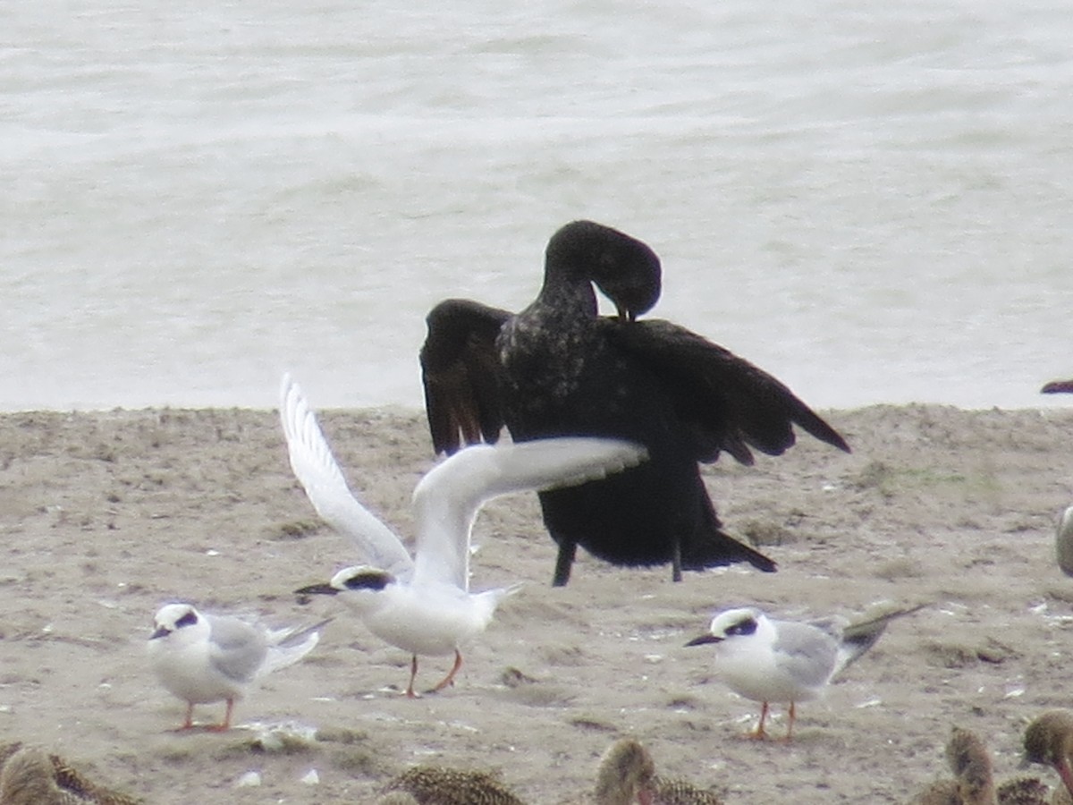 Forster's Tern - Kenneth Bader