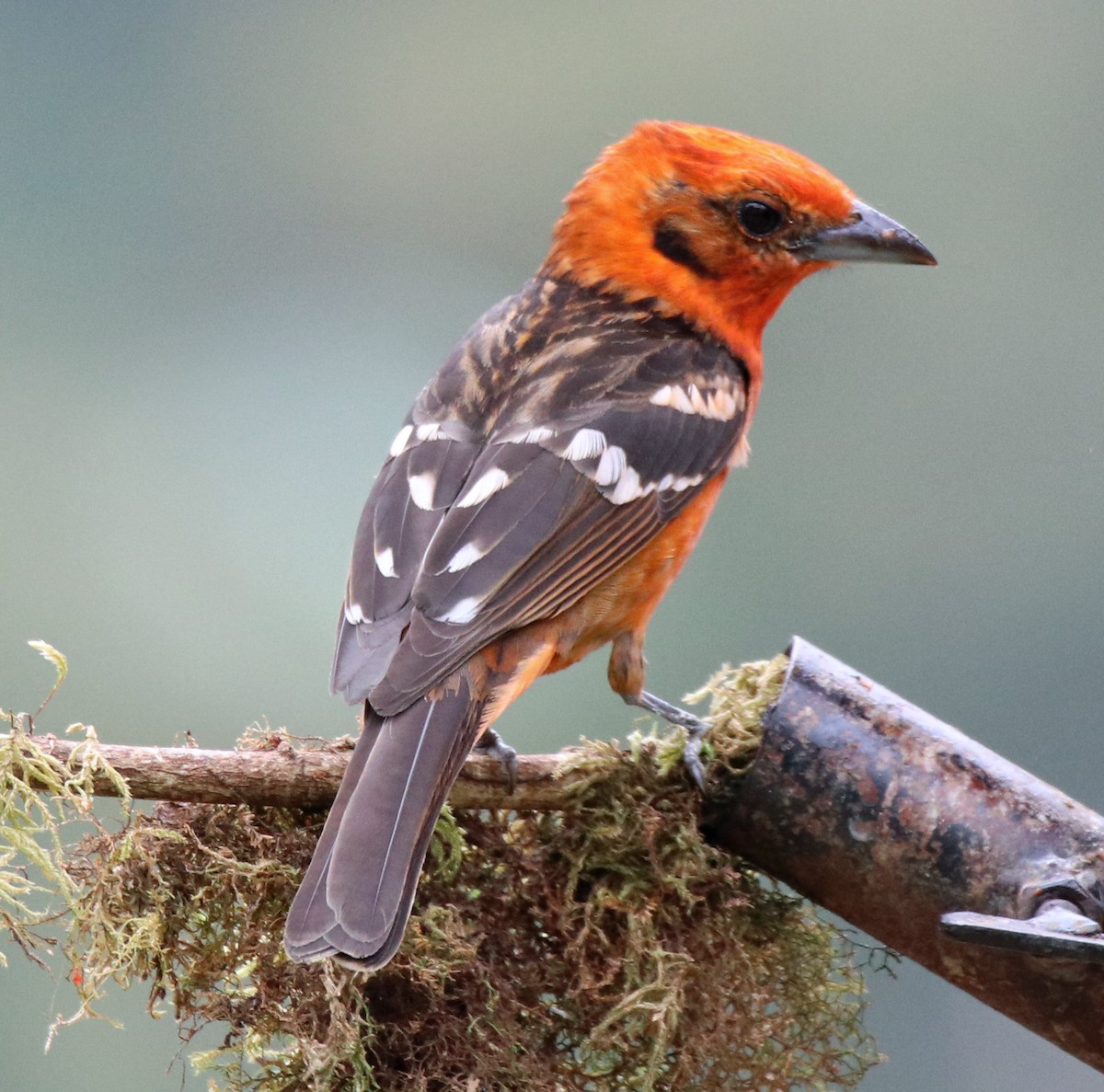 Flame-colored Tanager - ML144583471