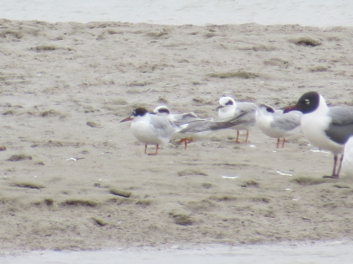 Forster's Tern - ML144583631