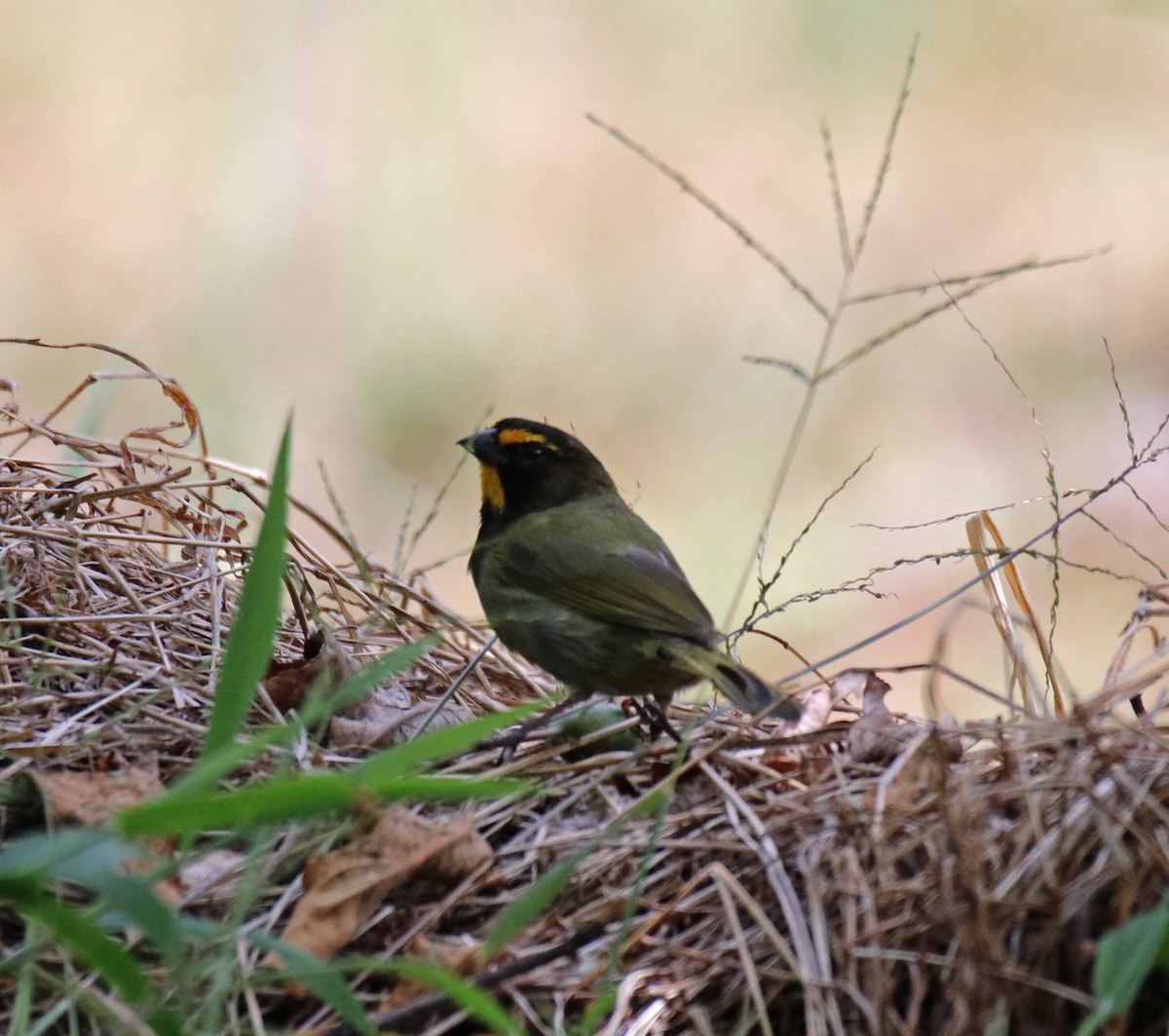 Yellow-faced Grassquit - ML144584021