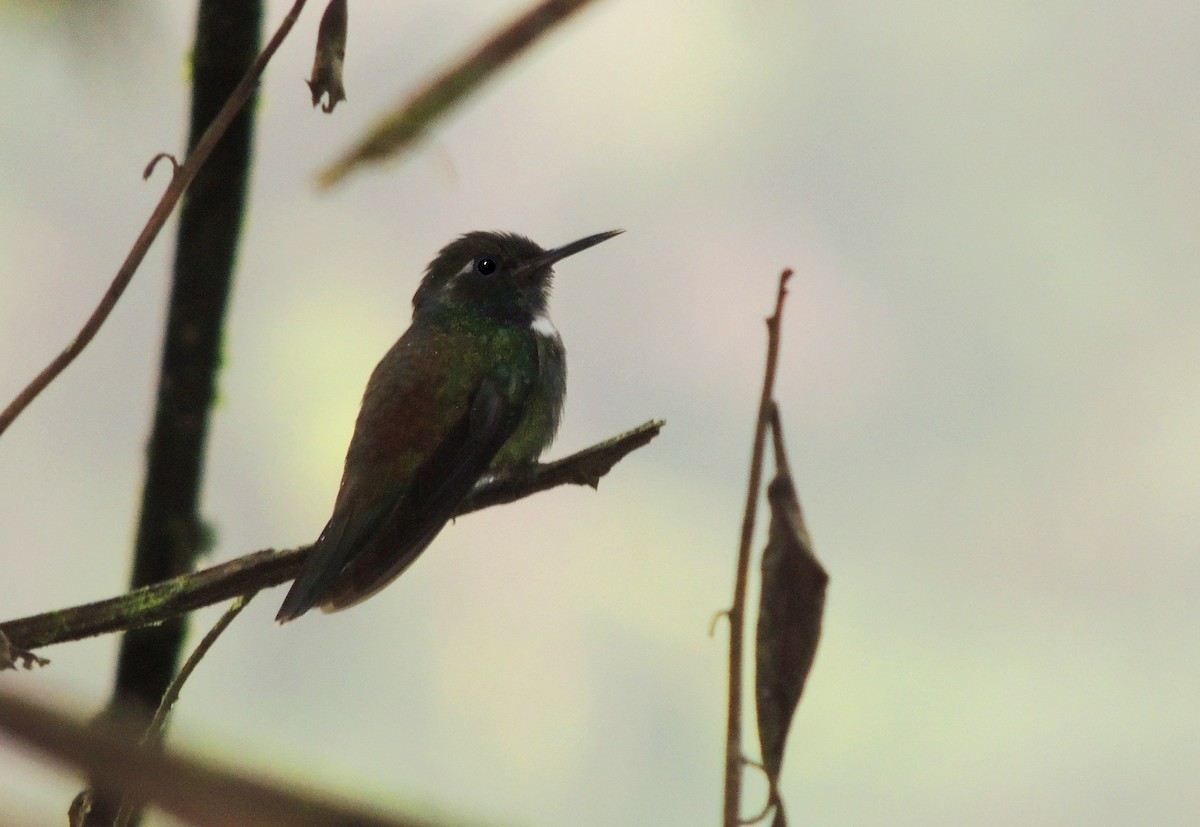Geoffroy's Daggerbill - Jorge Tiravanti