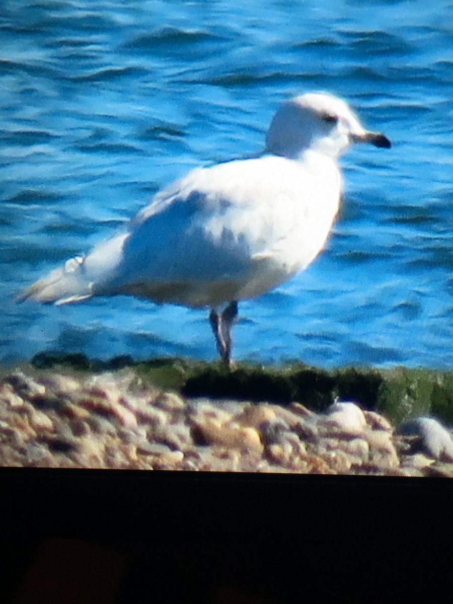 Iceland Gull - ML144585671