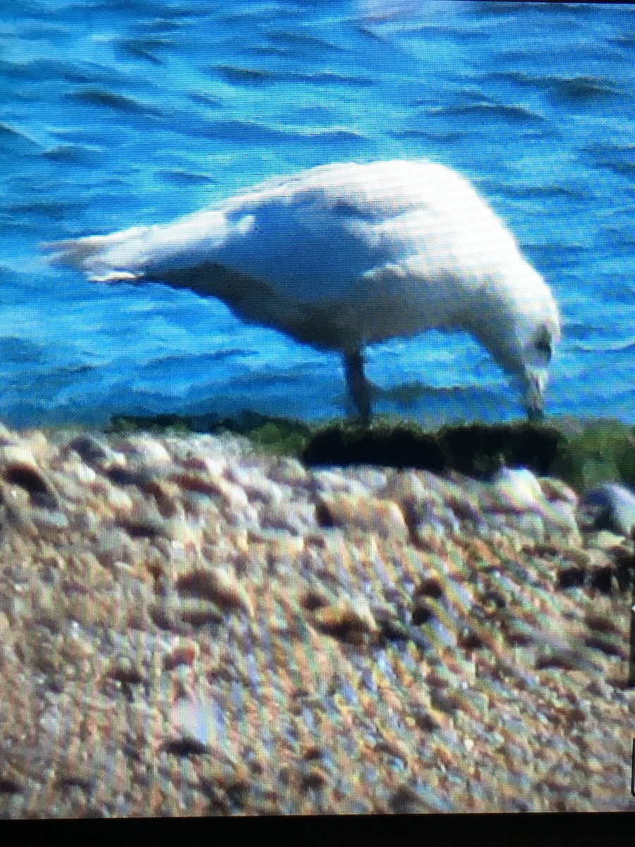 Iceland Gull - ML144585681