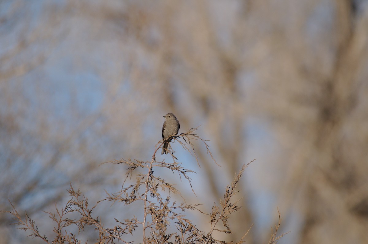 Townsend's Solitaire - ML144585851