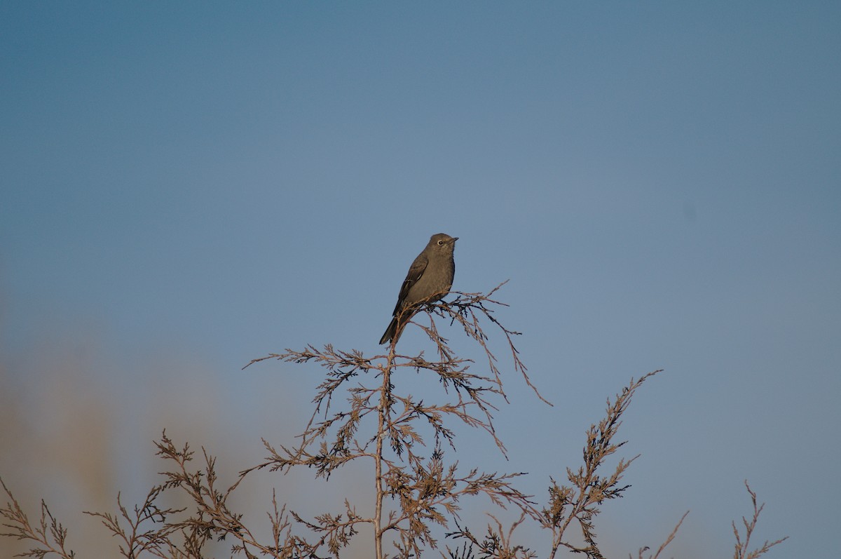 Townsend's Solitaire - ML144585921