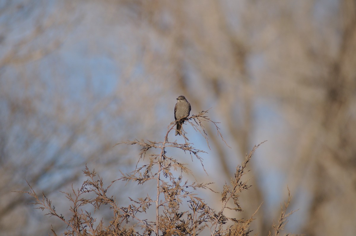 Townsend's Solitaire - ML144585931