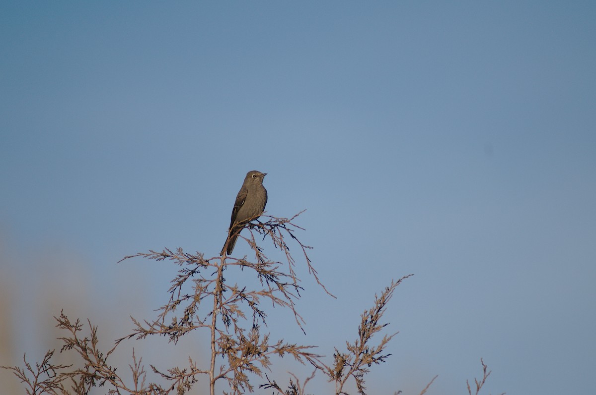 Townsend's Solitaire - ML144585941