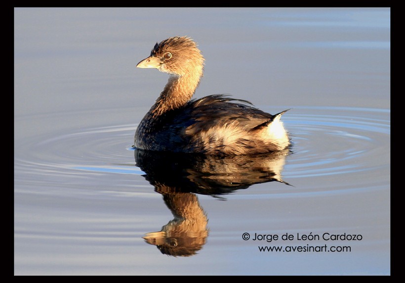 Pied-billed Grebe - ML144587691