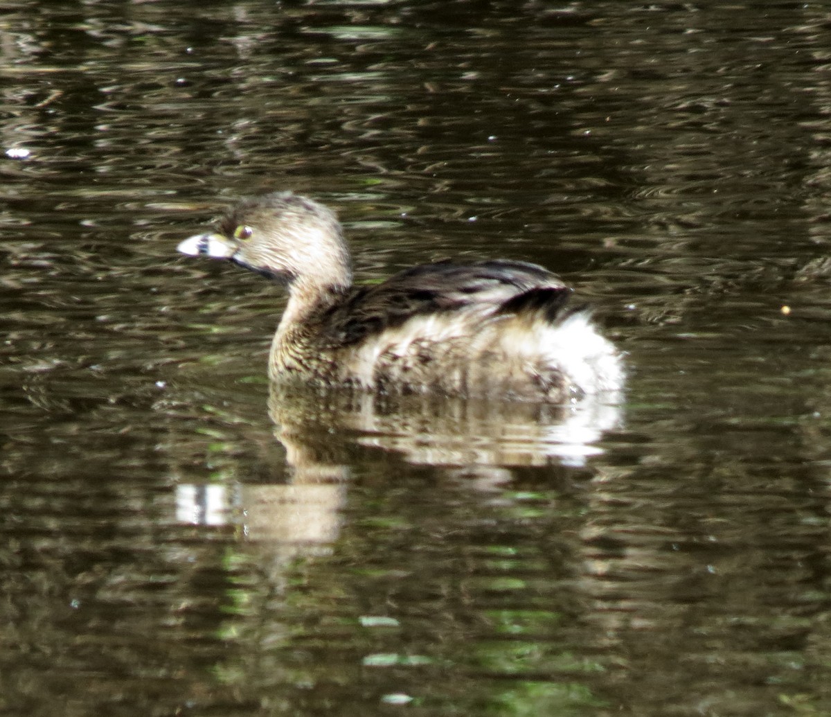 Pied-billed Grebe - ML144588371