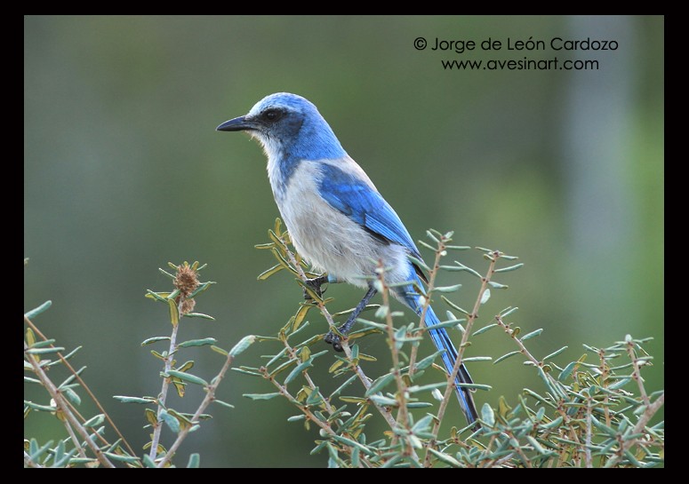 Florida Scrub-Jay - ML144588611