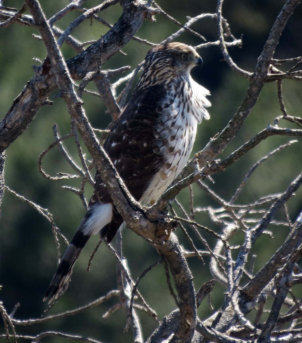 Cooper's Hawk - ML144588911