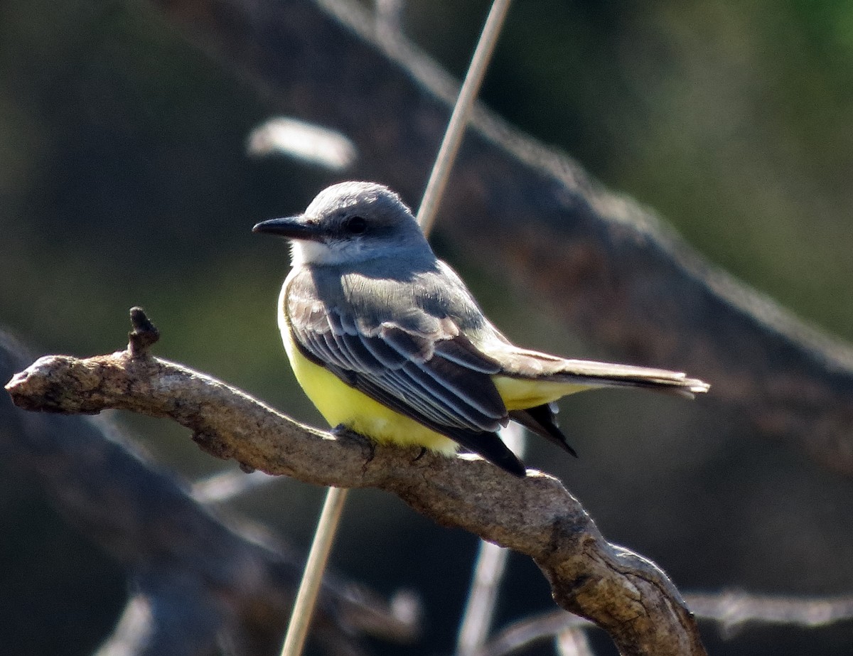 Tropical Kingbird - ML144589111