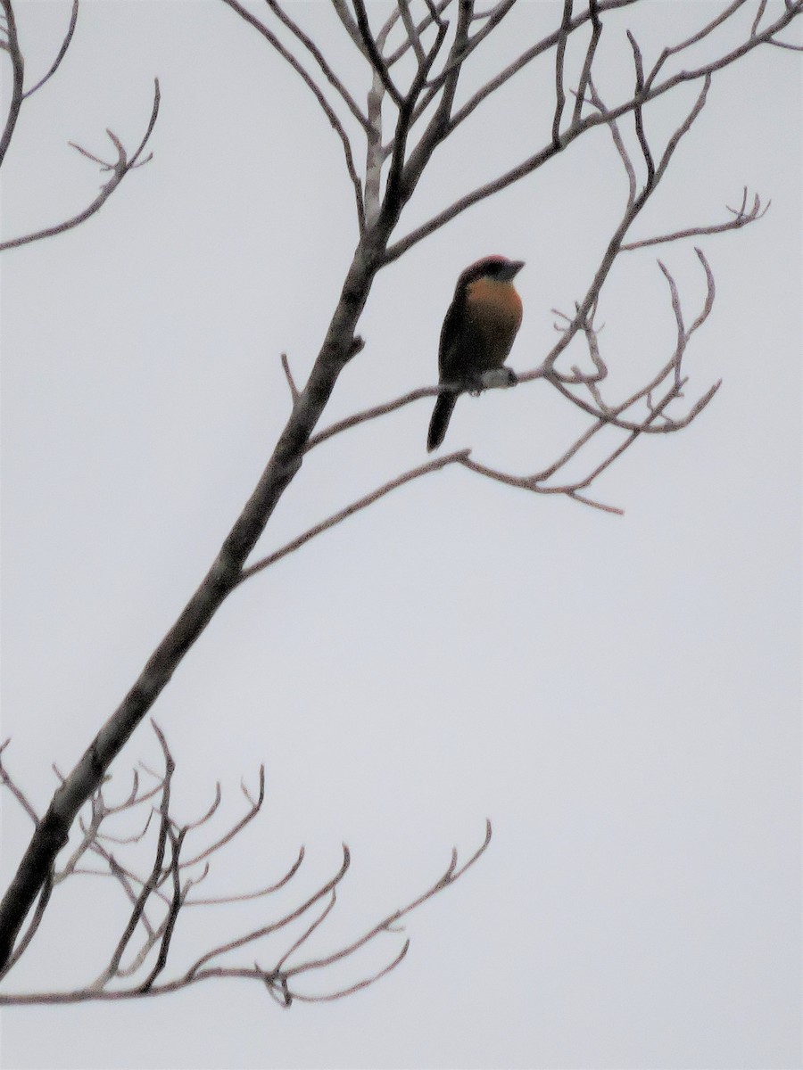 Scarlet-crowned Barbet - ML144589671