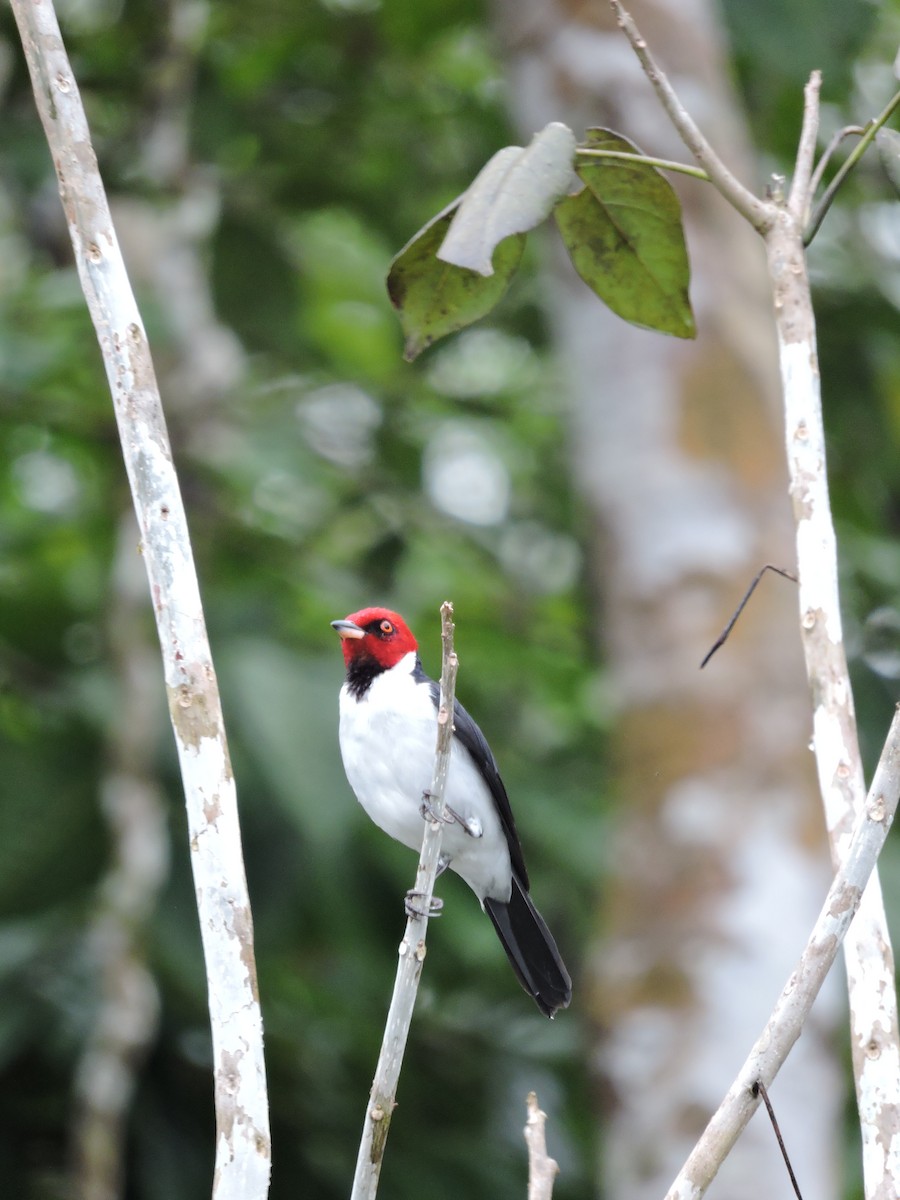 Red-capped Cardinal - Ginny Culver