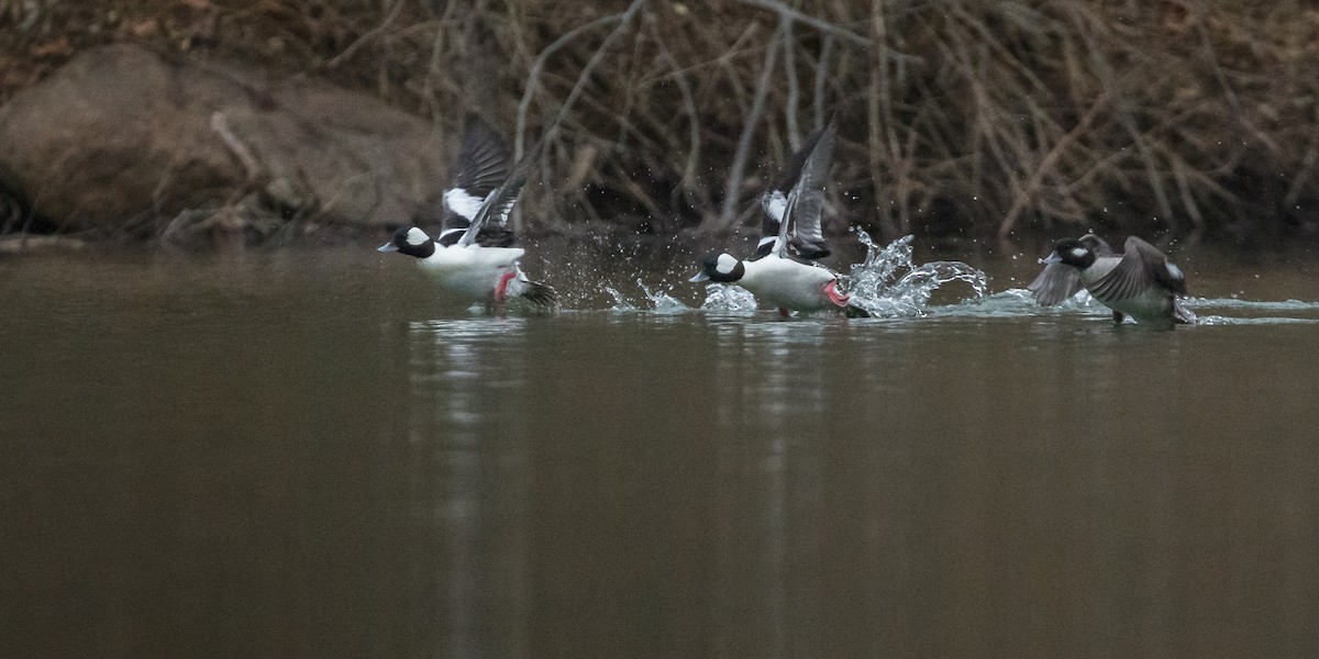 Bufflehead - ML144590871