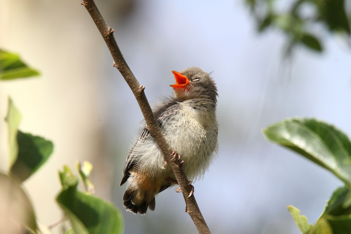 Mistletoebird - ML144591311