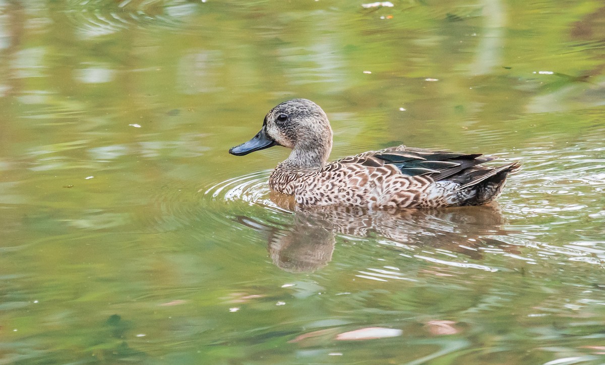 Blue-winged Teal - ML144593801