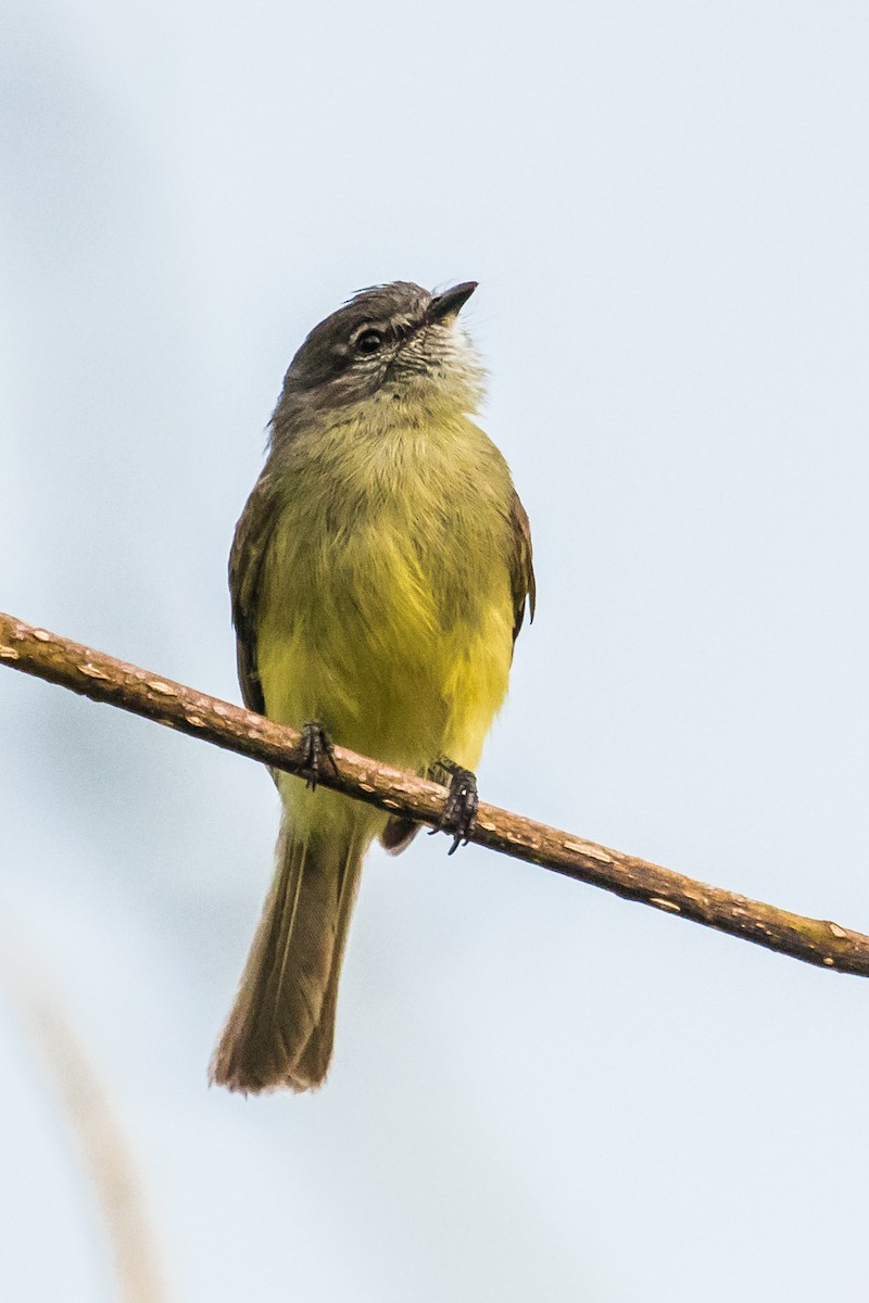 Sooty-headed Tyrannulet - ML144595171