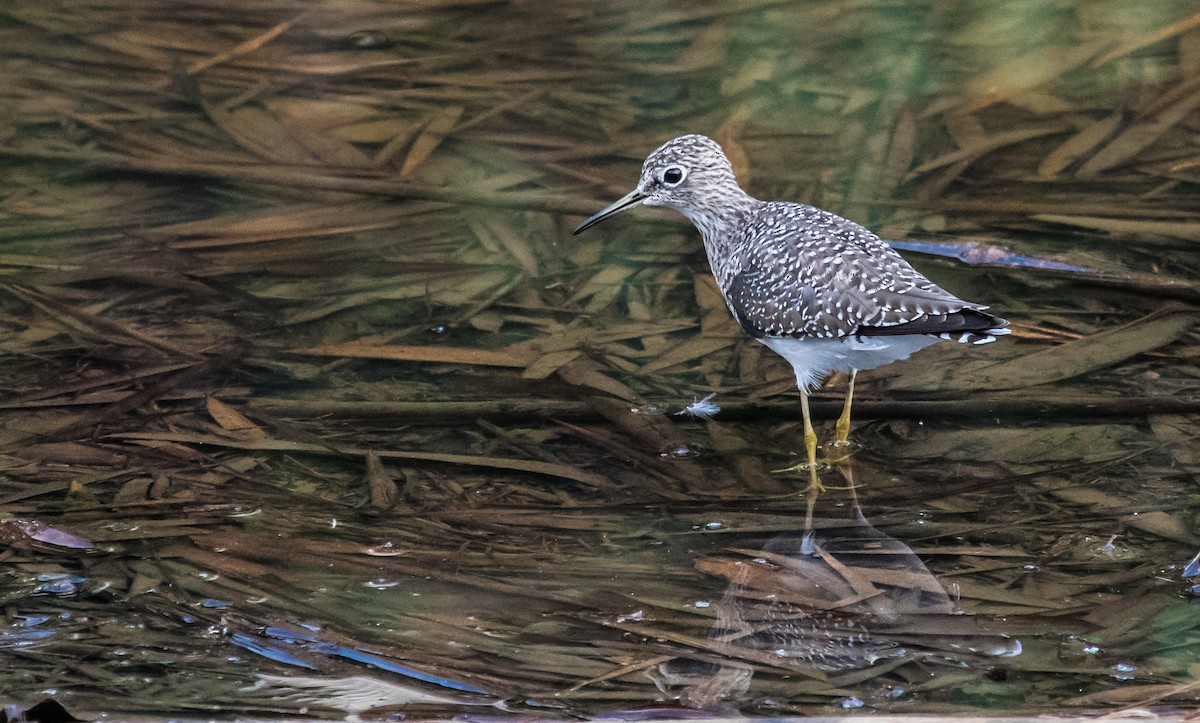 Solitary Sandpiper - ML144595211