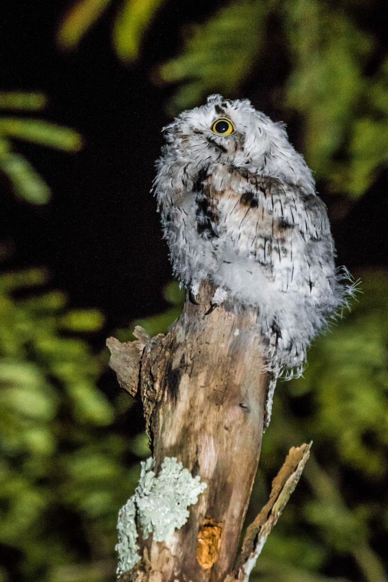 Common Potoo - David Monroy Rengifo