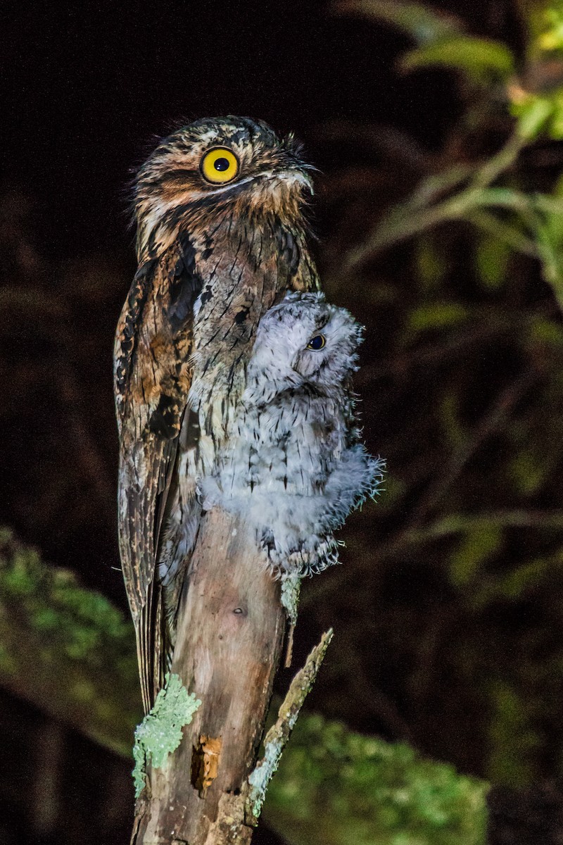 Common Potoo - ML144595251