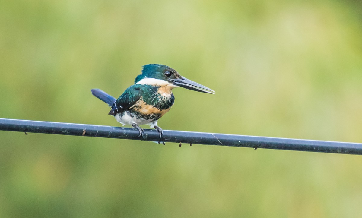 Green Kingfisher - ML144595261